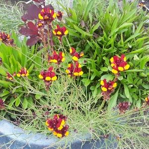 Meet your Posher, Frances